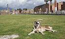 Pompeii relaxation dog