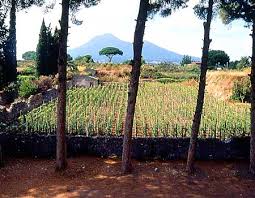 Pompeii Vineyard