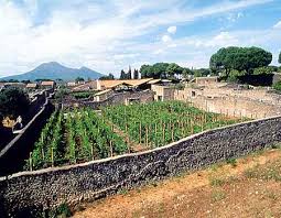 Pompeii Vineyard Today