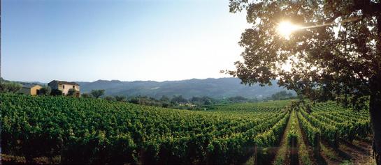 Montepulciano-Wine-Tour_Montepulciano-vineyards_1947