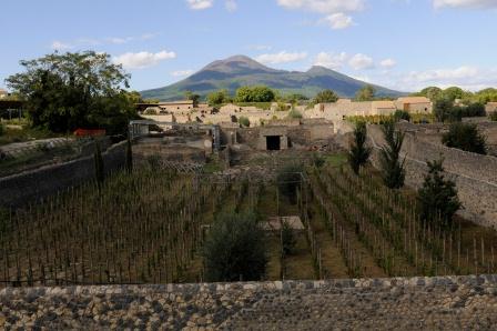 Pompeii Vineyard and Mt. Vesuvius